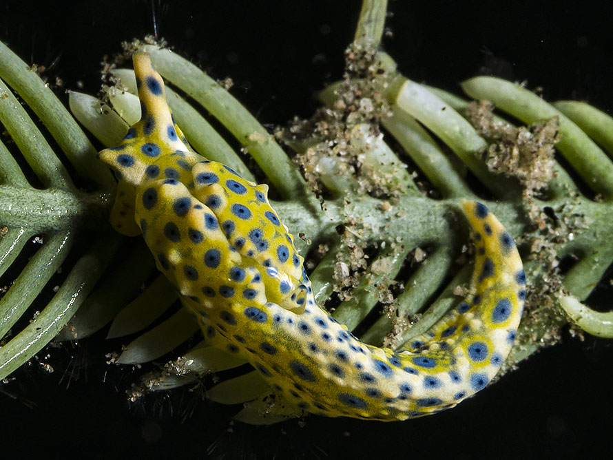 Oxynoe jordani